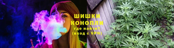 сатива Новозыбков