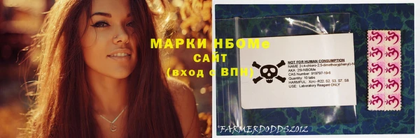 сатива Новозыбков
